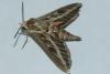 Hyles livornica